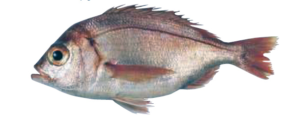 Dentex macrophthalmus_04.jpg